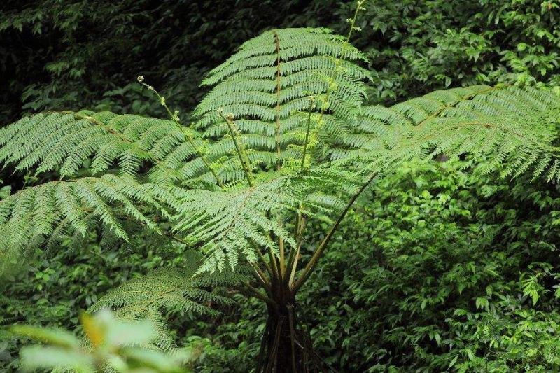 国家二级保护植物有哪些「国家二级保护植物有哪些 名单」